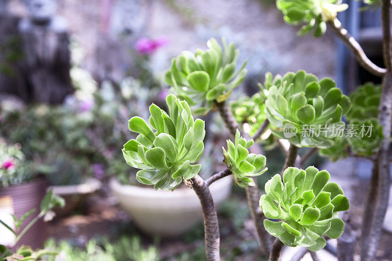 观赏性肉质Aeonium (Pinwheel)